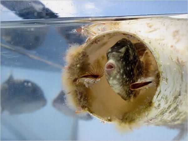 These funny animals (34 pics)