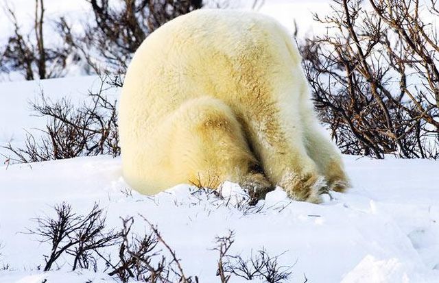 These funny animals (34 pics)
