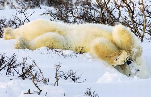 These funny animals (34 pics)