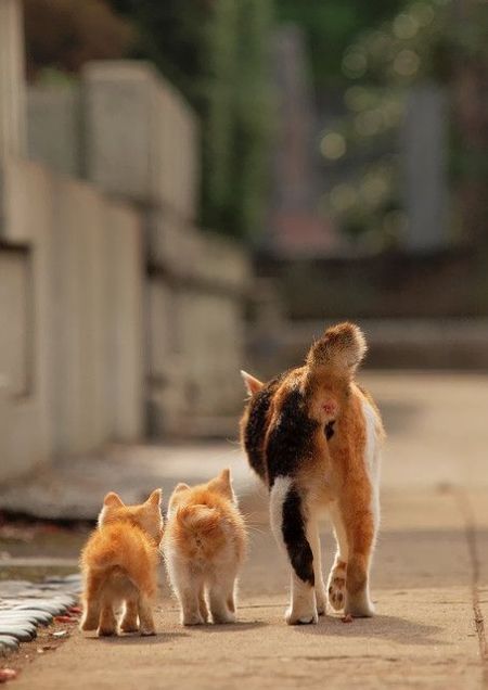 These funny animals (34 pics)