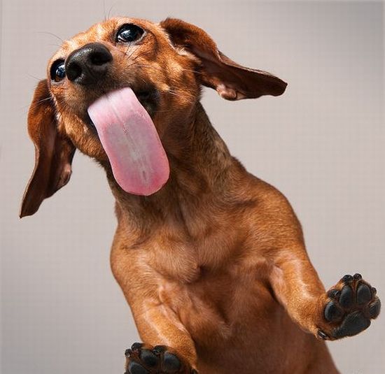 These funny animals (34 pics)