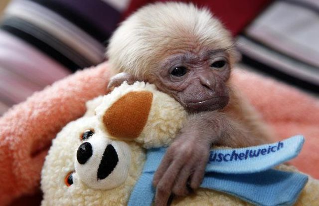 These funny animals (34 pics)