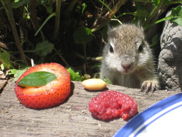 These funny animals (34 pics)