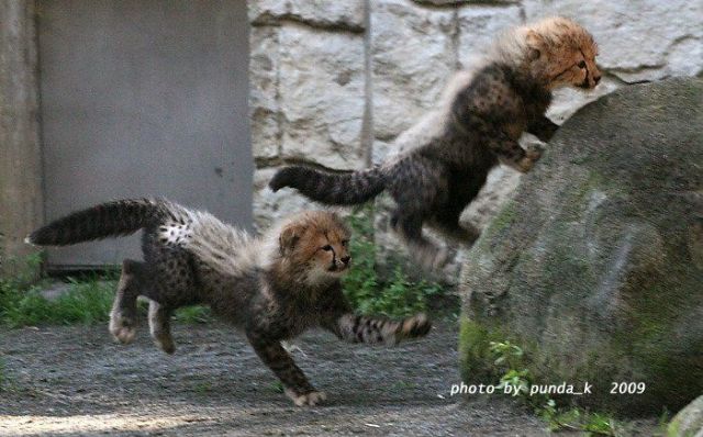 These funny animals (34 pics)