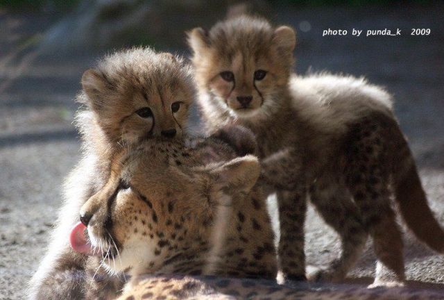 These funny animals (34 pics)
