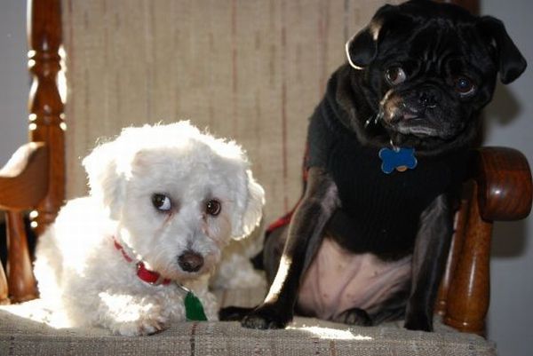 These funny animals (45 pics)