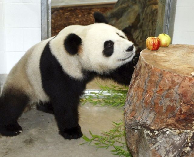 These funny animals (45 pics)