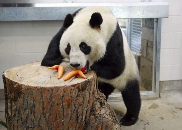 These funny animals (45 pics)