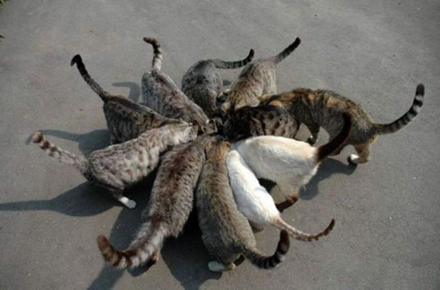 These funny animals (45 pics)