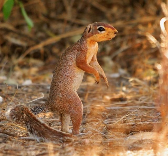 These funny animals (45 pics)