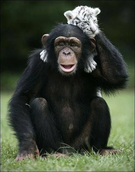 These funny animals (45 pics)