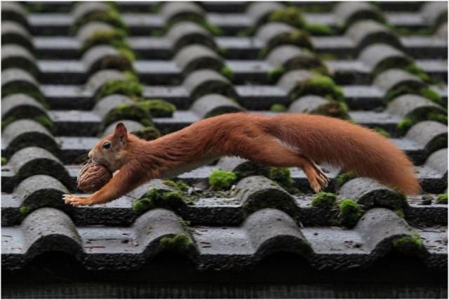 These funny animals (45 pics)