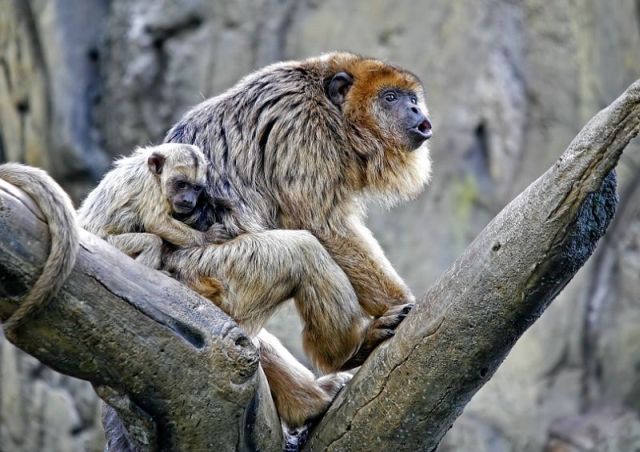 These funny animals (45 pics)