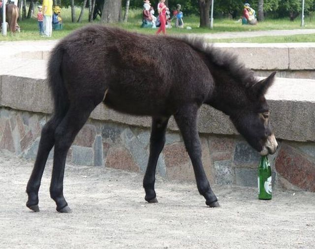 These funny animals (45 pics)