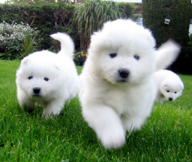 These funny animals (45 pics)