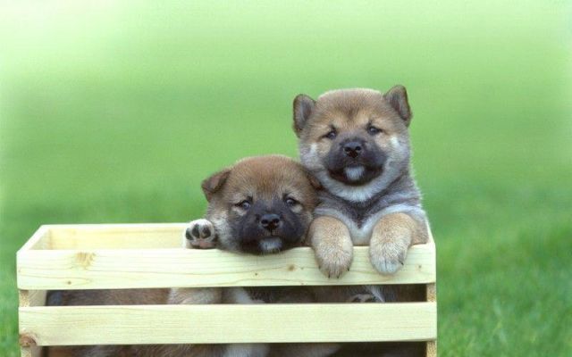 These funny animals (45 pics)