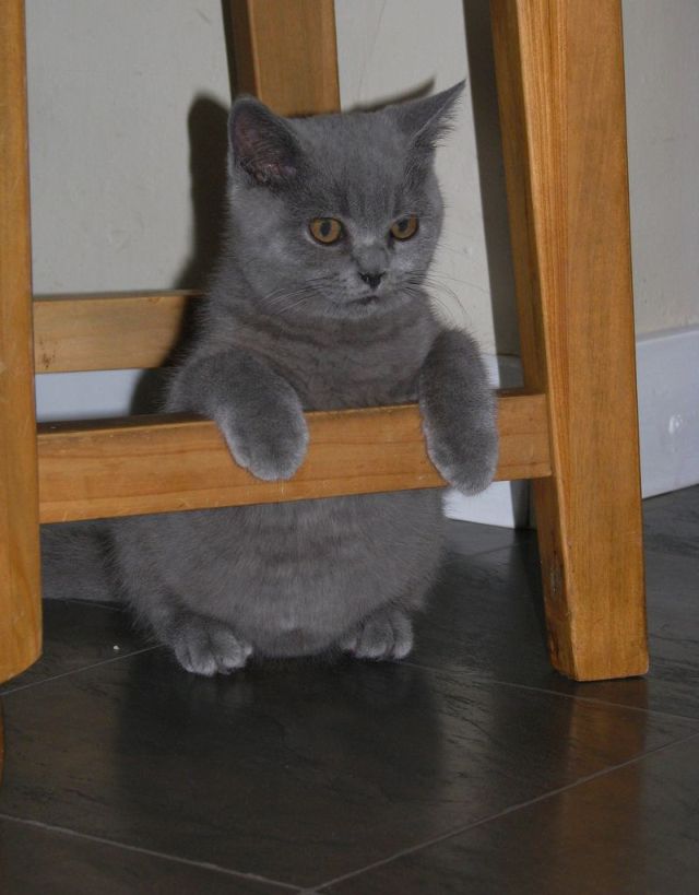 These funny animals (45 pics)
