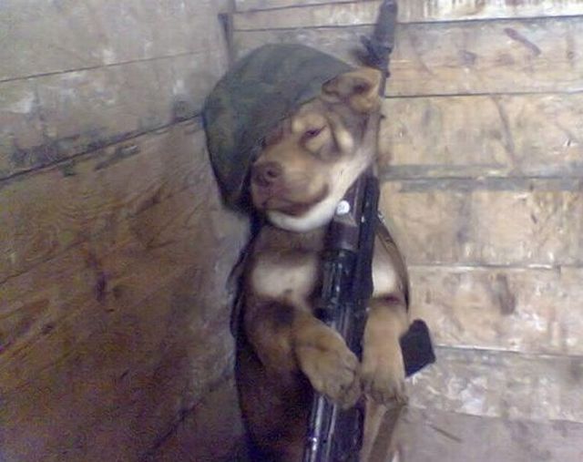 These funny animals (45 pics)