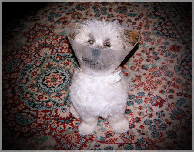 These funny animals (45 pics)