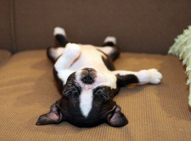 These funny animals (45 pics)