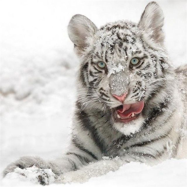 These funny animals (45 pics)