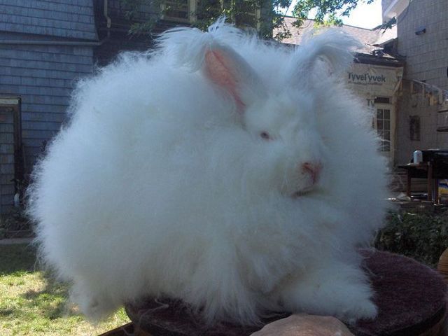 These funny animals (45 pics)