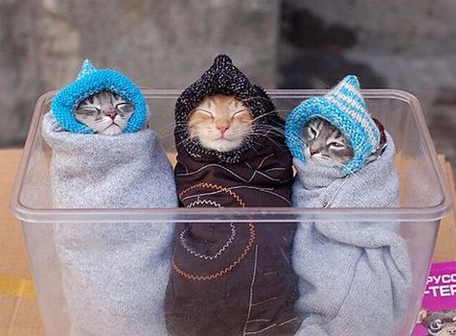 These funny animals (45 pics)