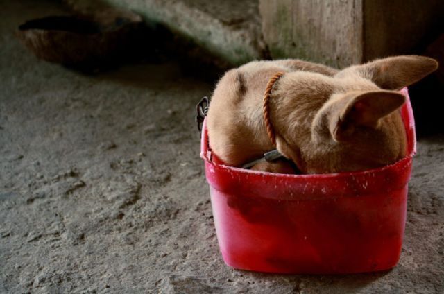 These funny animals (45 pics)