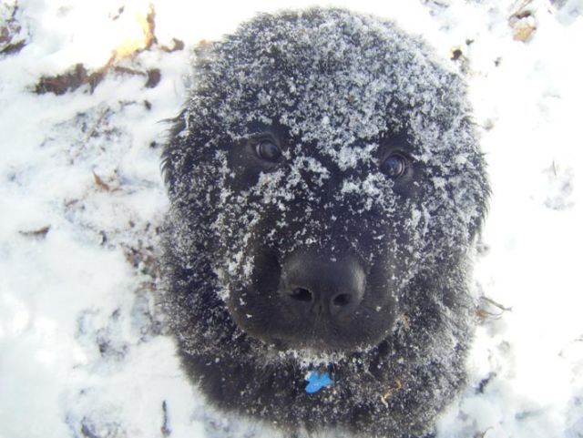 These funny animals (45 pics)
