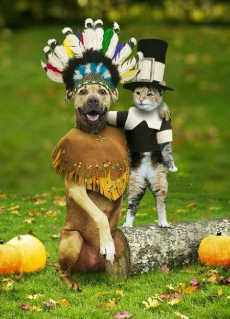 These funny animals (45 pics)