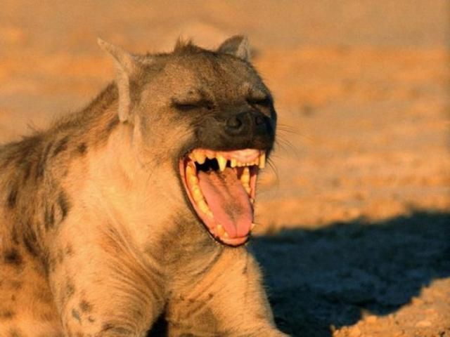 These funny animals (45 pics)