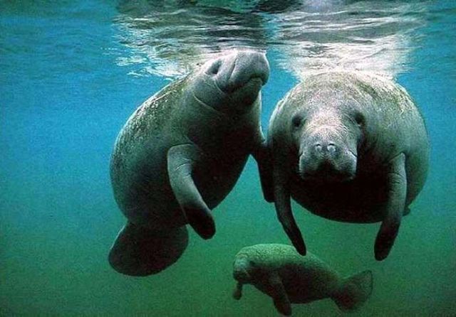 These funny animals (45 pics)