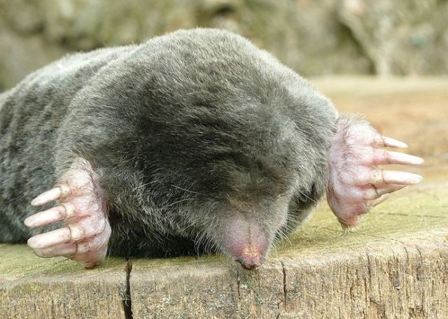 These funny animals (45 pics)