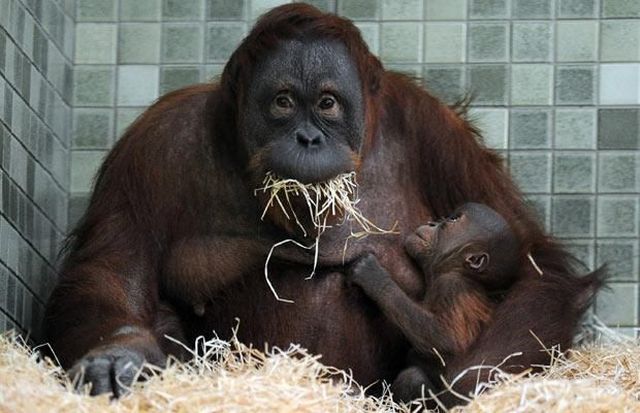 These funny animals (45 pics)