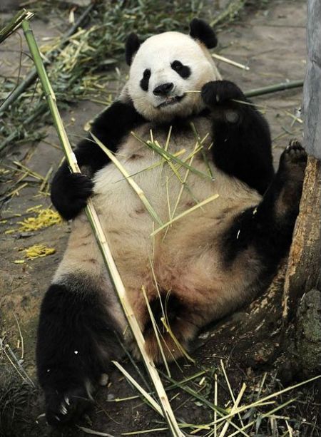 These funny animals (45 pics)