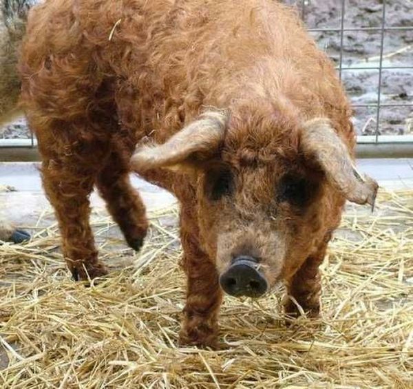 These funny animals (45 pics)