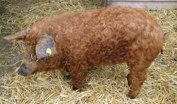 These funny animals (45 pics)