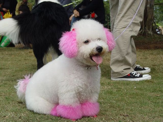 These funny animals (45 pics)