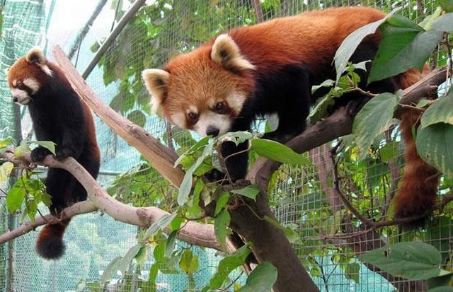 These funny animals (45 pics)