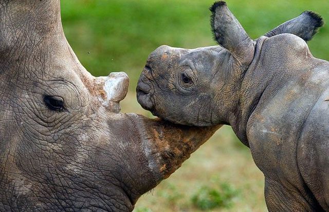 These funny animals (45 pics)