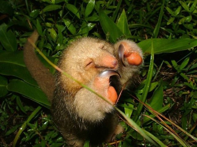 These funny animals (45 pics)