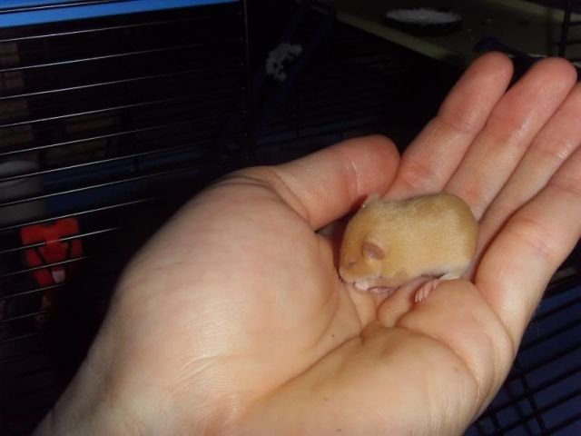 These funny animals (45 pics)