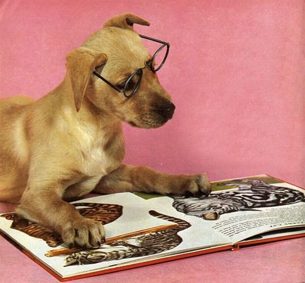 These funny animals (45 pics)