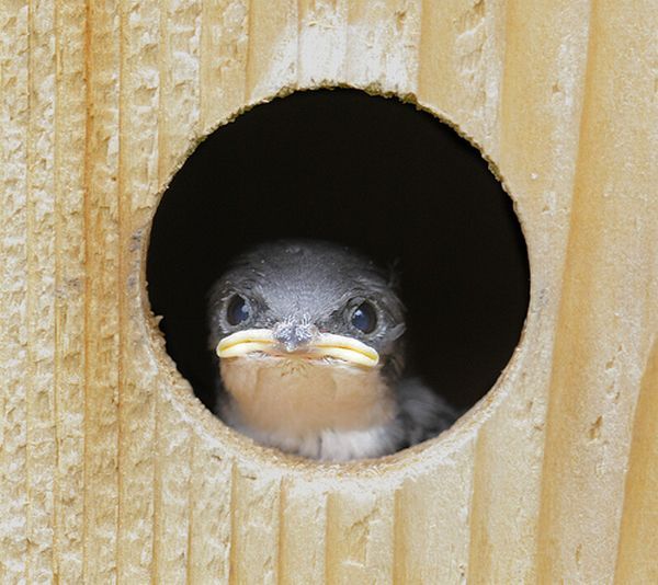 These funny animals (45 pics)