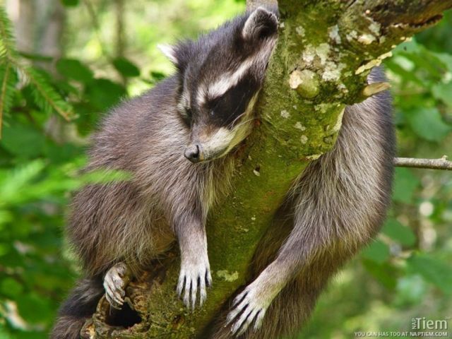 These funny animals (45 pics)
