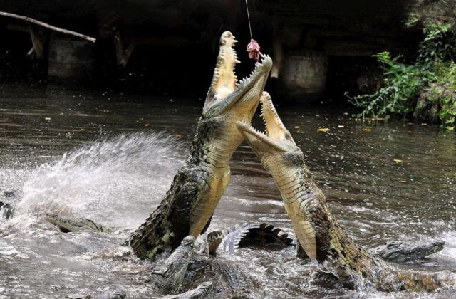 Feeding Crocodiles (28 pics)