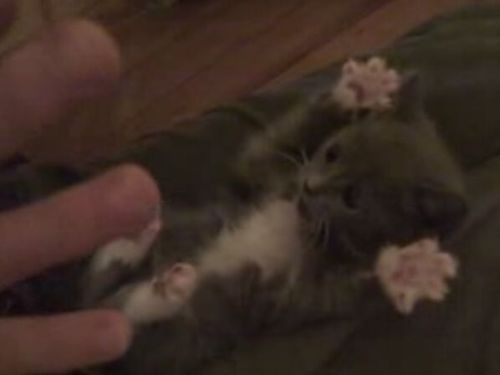 Surprised Kitty – the Cutest Thing Ever! (0.6 Mb)