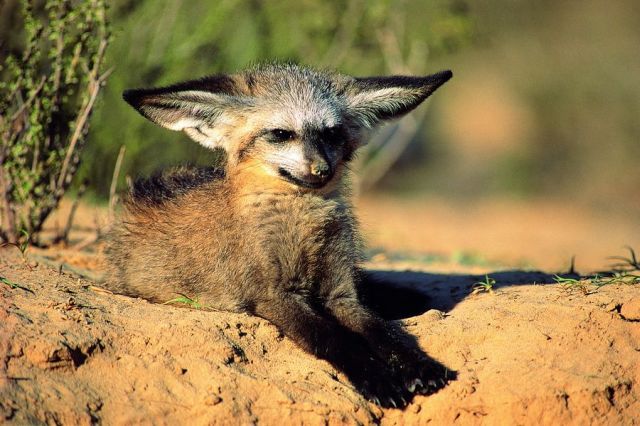 These funny animals (33 pics)