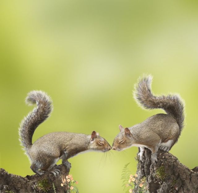 These funny animals (33 pics)