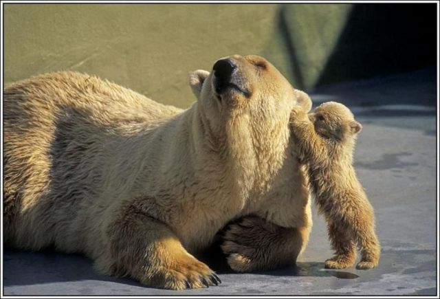 These funny animals (33 pics)